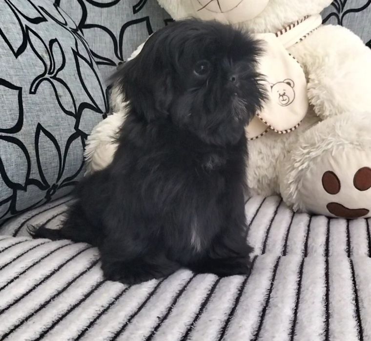 Shih Tzu śliczna 10 tygodniowa czarna suczka