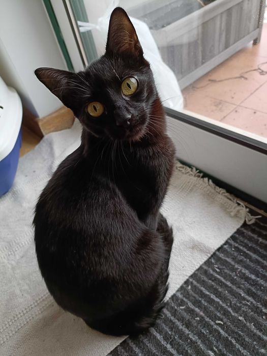 Gata preta de 7 meses para adopção