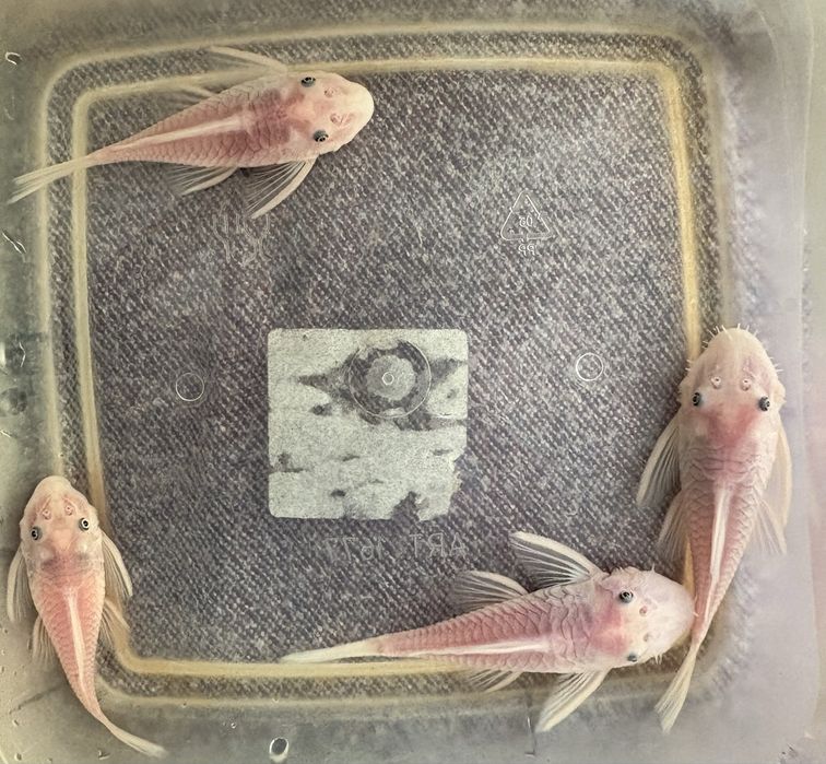 Parka ancistrus snow white 5-8 cm