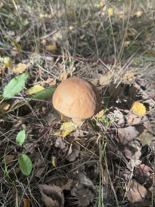 Grzyby świeże prawdziwki borowiki kozlarze podgrzybki maślaki