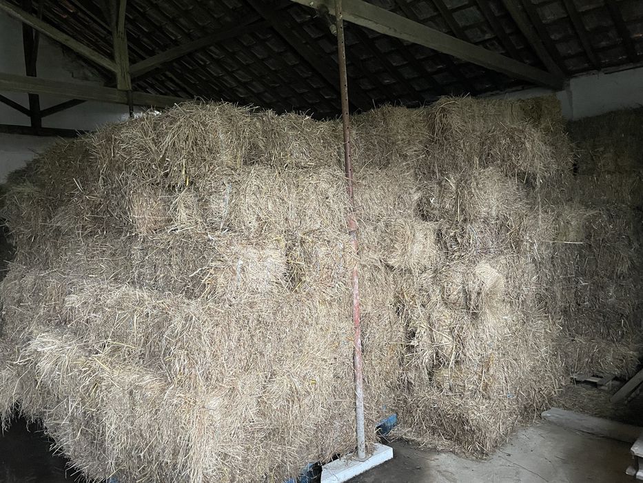 Feno nascidiço boa qualidade