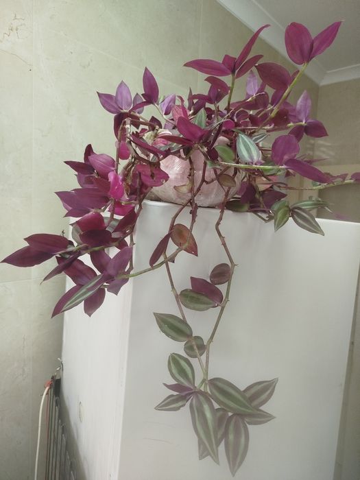 Planta Pendente Tradescantia Zebrina (Lambari Roxo) –  Rústica e Linda!