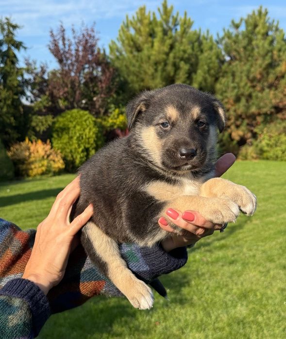 Продам щенков немецкой овчарки чистокровные