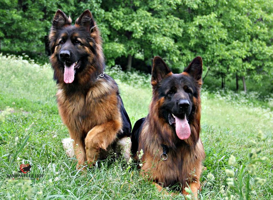 Цуценята німецткої вівчарки, допомога розплідника, підбір цуценя.