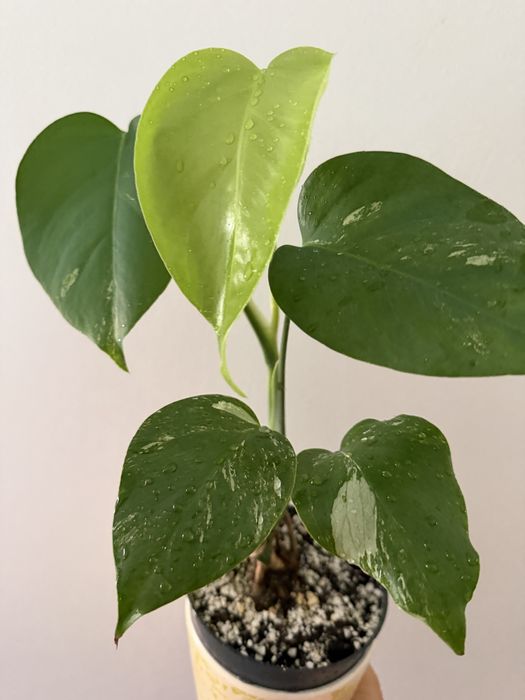 Terrestrial Orchids459133135850065920