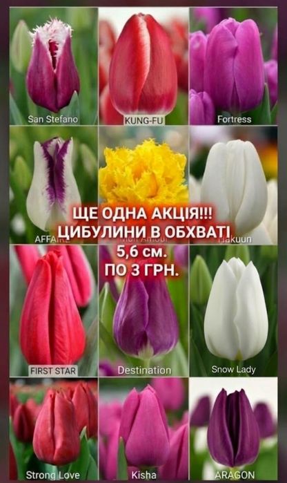 Цибулини тюльпанів/АКЦІЯ!-15%/ тюльпани з Нідерландів