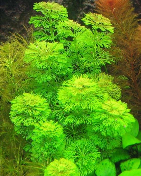 Limnophila sessiliflora Bezszypułkowa  prosta w hodowli roślina