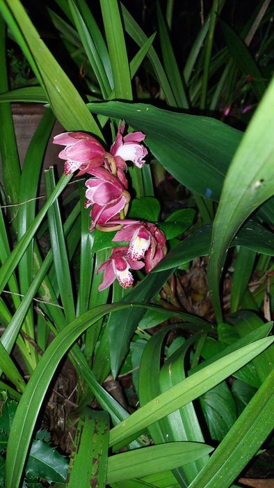 Orquídeas variadas cores