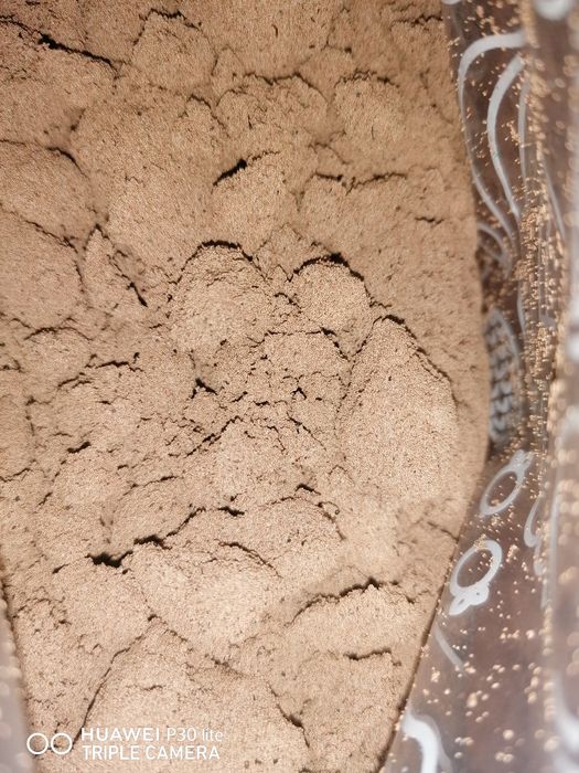 Artemia Mokra Do Wylęgu Jaja