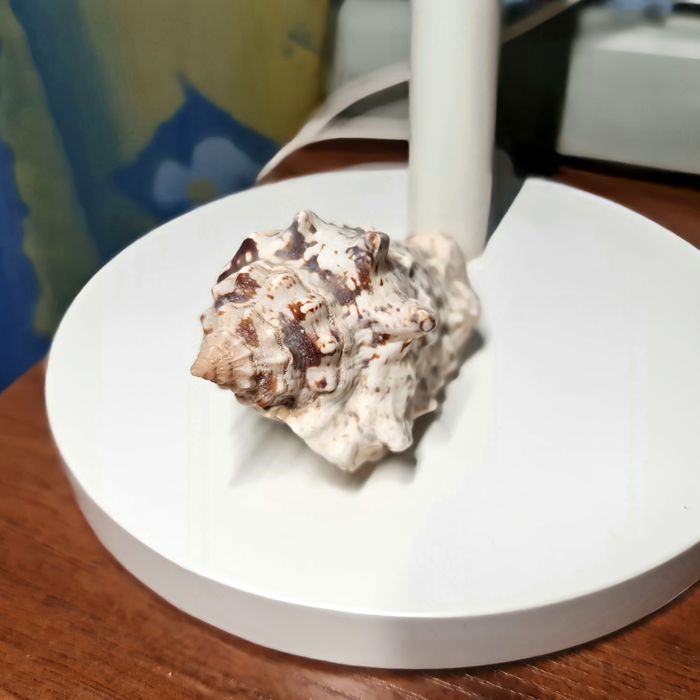 Zestaw muszle z oceanu Murex Tutufa bubo Bursidae Rak zodiak Abalone