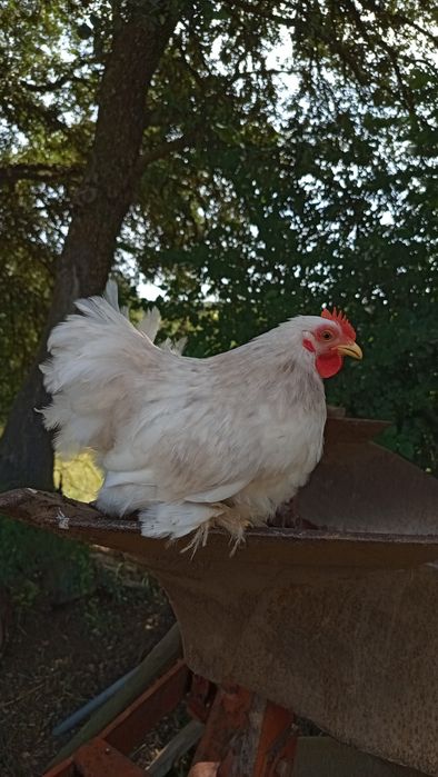 Galo Pekin Bobtail - 3 meses e meio