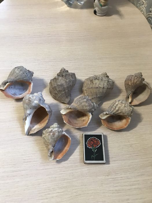 Рапани - морські черепашки