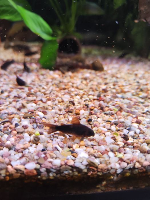 Mlode kiryski czarne