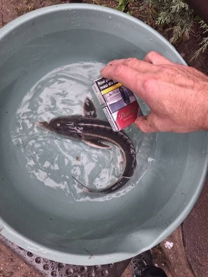 Sprzedaż ryb stawowych I ozdobnych