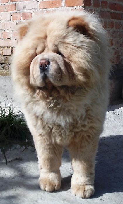 Чау -чау кобель.