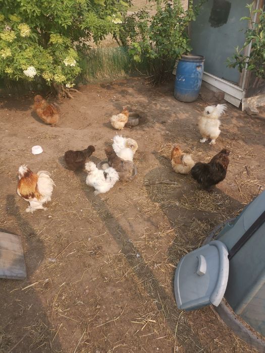 Jajka lęgowe silka,