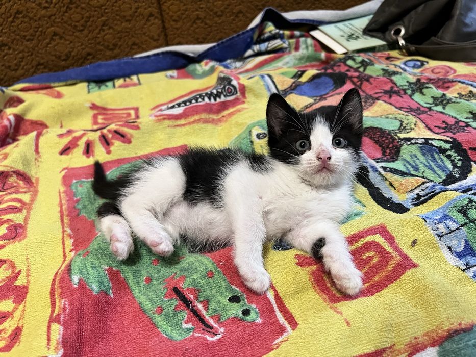 Кошеня киця 1,5 міс