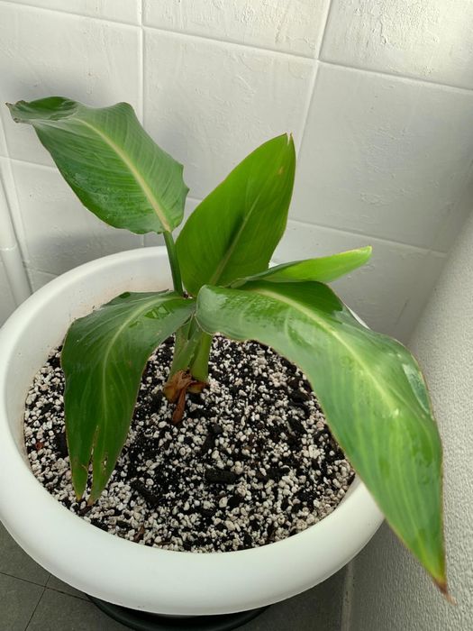 Strelitzia reginae, ou simplesmente estrelícia