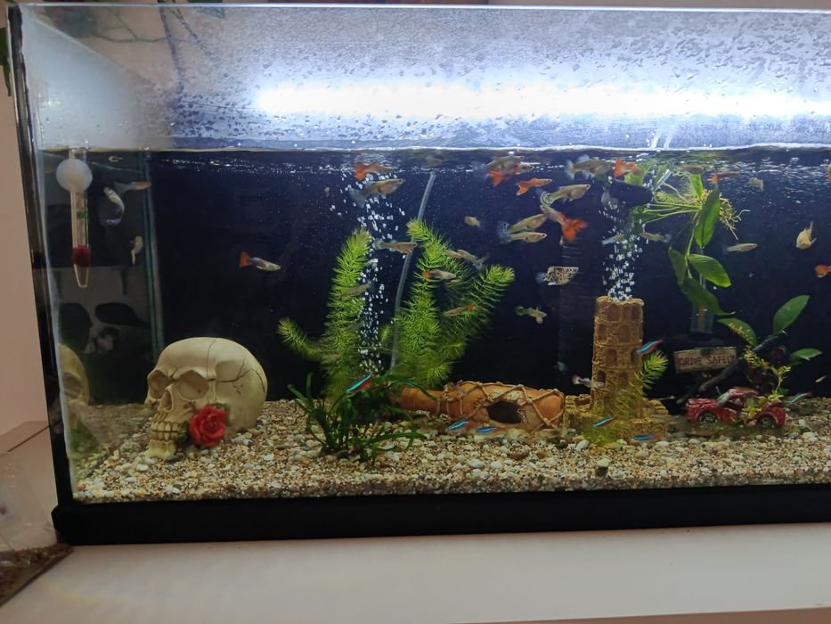 Vendo aquário completo urgente