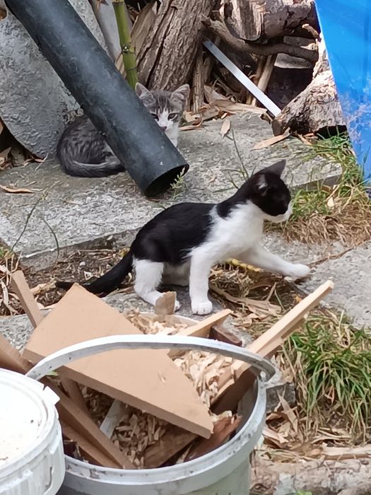 Dou 2 gatinhos para adoção consciente