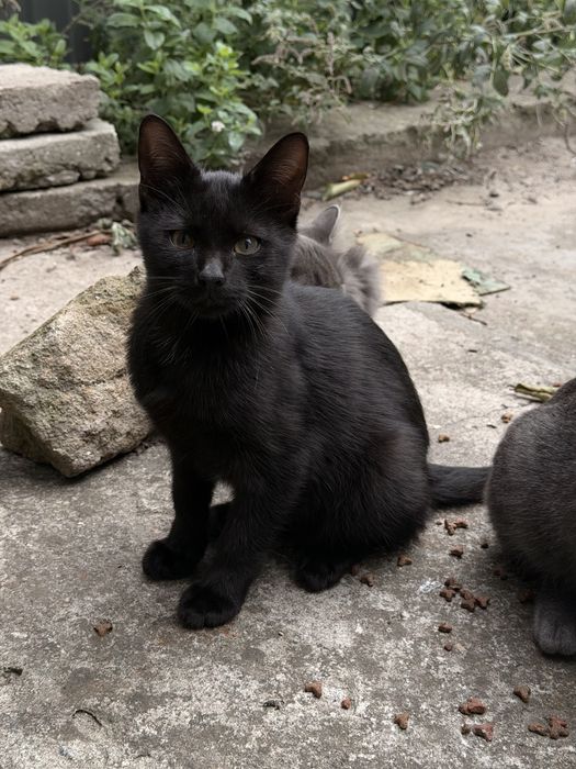 Віддам котиків в добрі руки