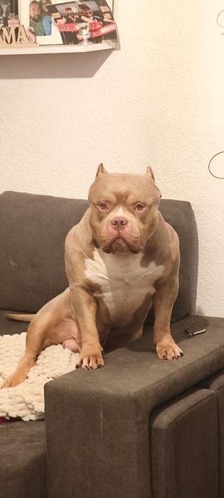 American Bully Standard
