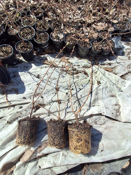 Продається жимолость їстівна