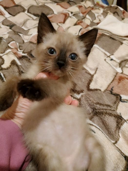 Кошенята в люблячу родину