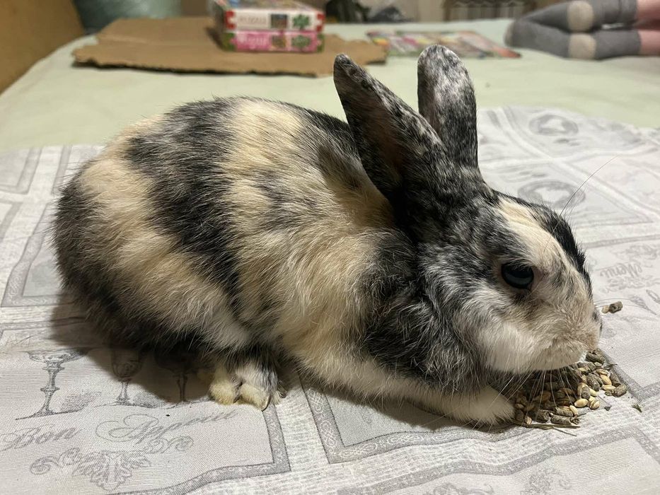 Карликовий декоративний кролик (хлопчик)