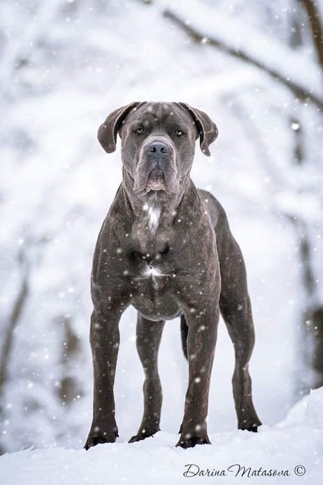 Супер дівчинка форментино із професійного розплідника