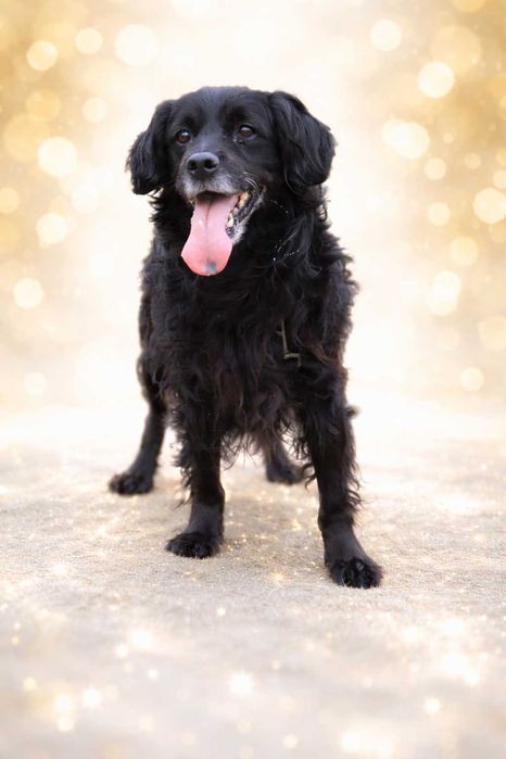 wesoły, energiczny, przyjazny kudłaty piesek czeka na dom