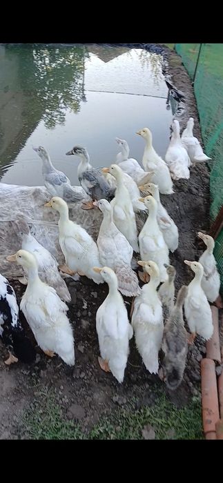 Sprzedam Kaczki Francuskie Pekin