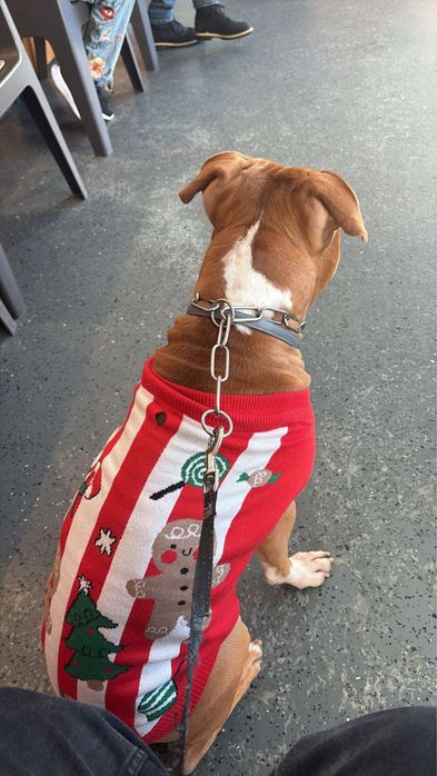 Adoçao responsavel , pitbull  staffordshire