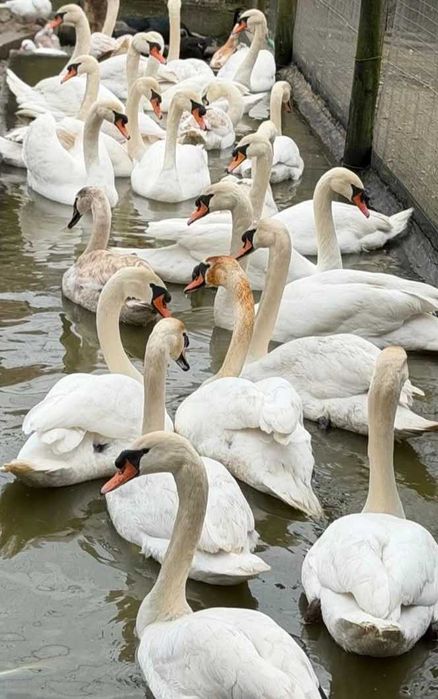 Cisnes brancos e pretos