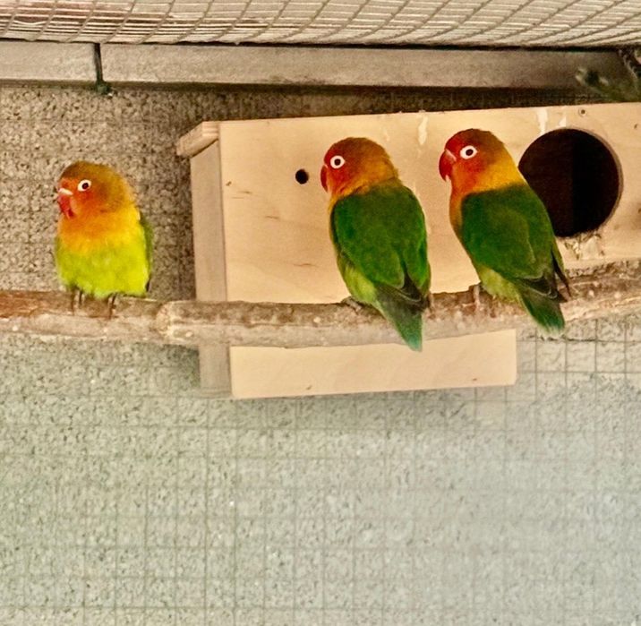 Agapornis e Periquitos Puros