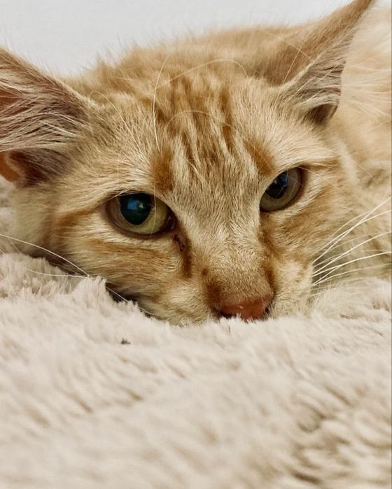 Gato bebé para adoção responsável