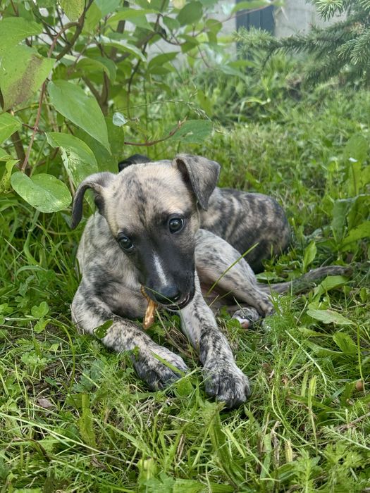 Whippet suczka - Brightcoffe ZKwP/FCI