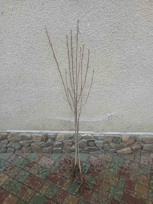 Саджанець Гібіскуса.