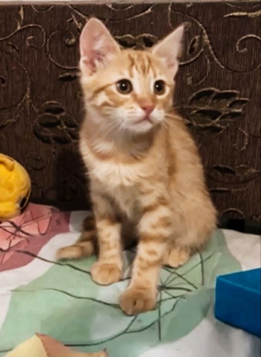 Отдам_ кошки_ коты_ арпи
