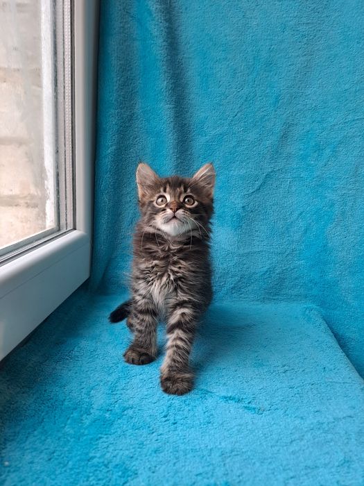 Чудесный сибирский мальчик