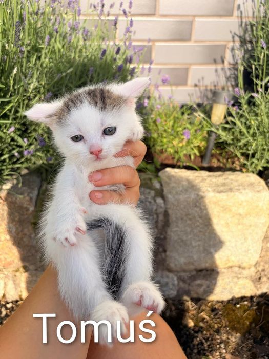 Cudne kociaki do adopcji.