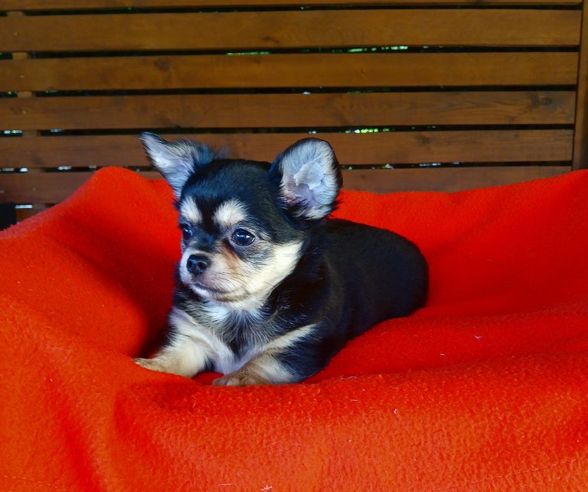 Piękny piesek chihuahua długowłosy