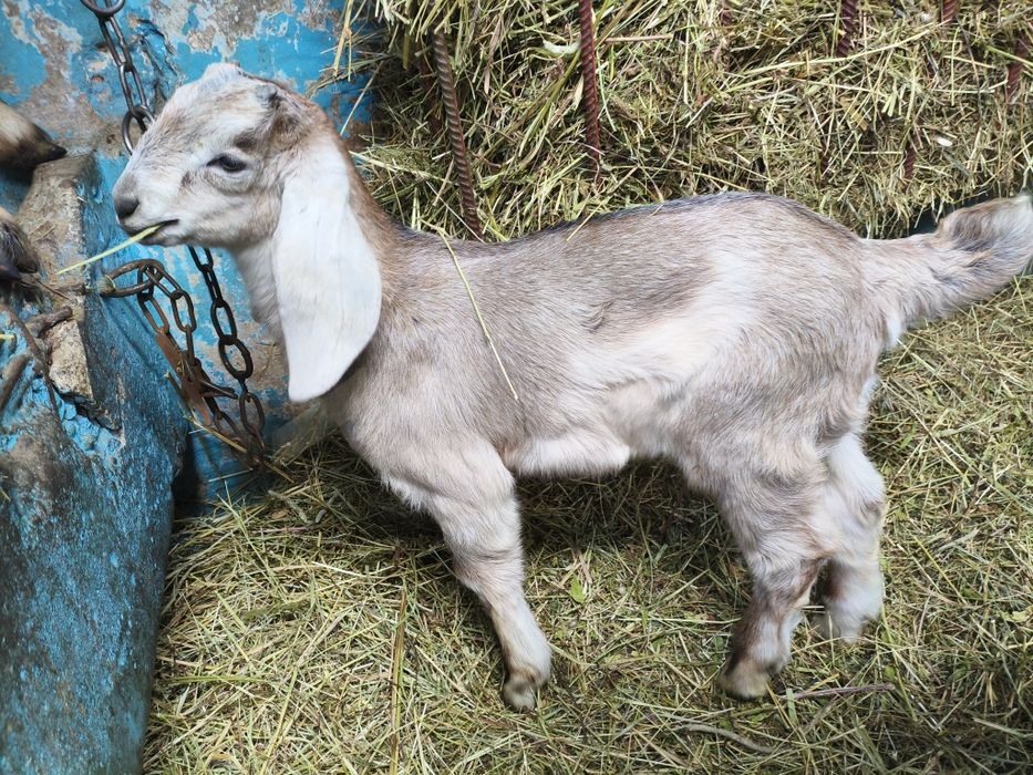 Koziołek anglonubijski- rezerwacja