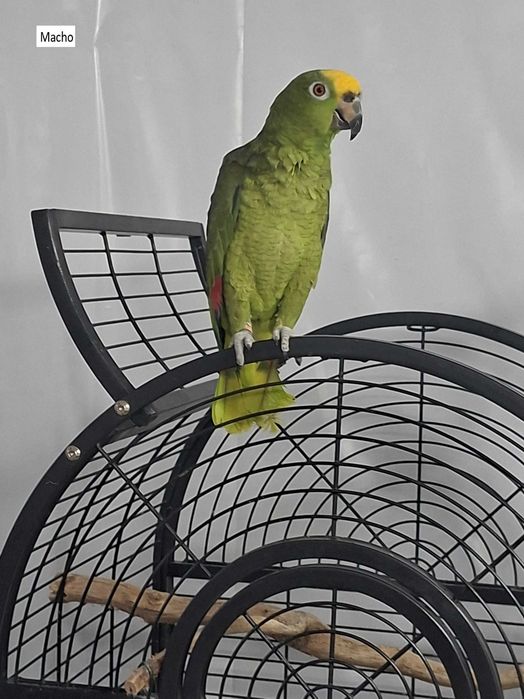 Papagaios ochrocephala (casal)- Maio 2023- com gaiola