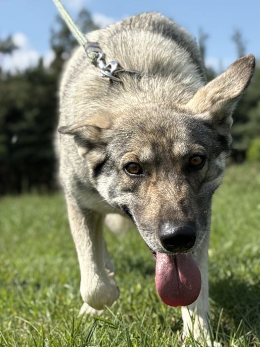 SAMBA - urocza wilczata dama do adopcji