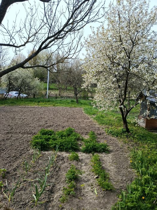 Продаж господарства у Чорнівці (14км до Чернівців)