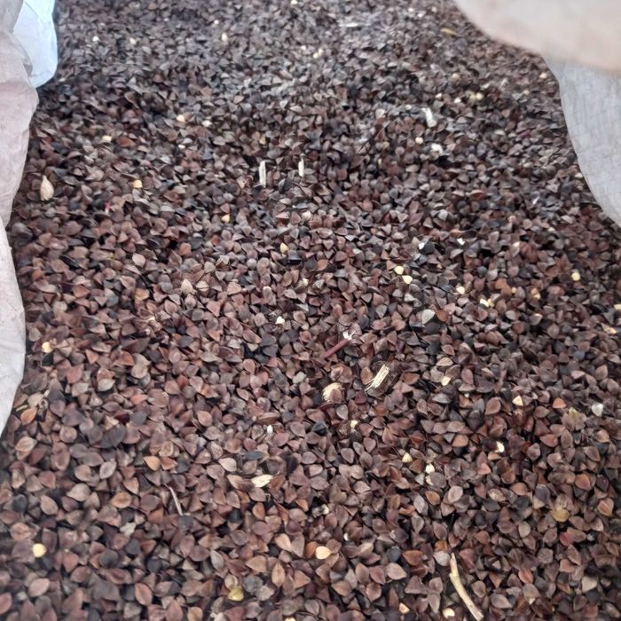 Gryka SMUGA Zbiór 2025 r. Czyszczona bez Glifosatu Kwalifikat WYSYŁKA