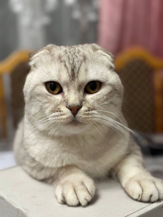 Шотландський весловухий кіт злучка