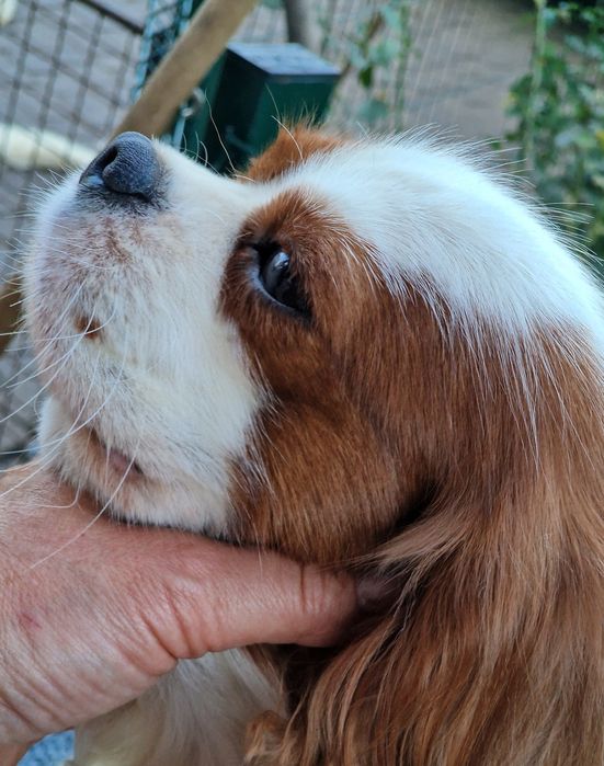 Кавалер кинг Чарльз спаніель