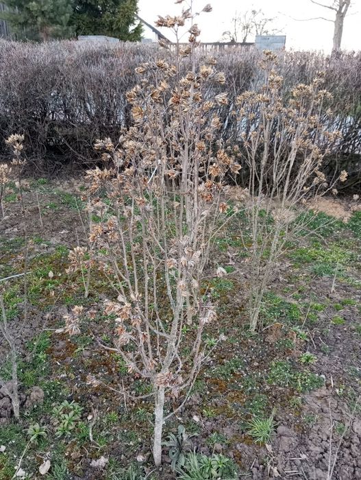 Hibiskus młode krzewy
